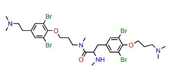 Anomoian E